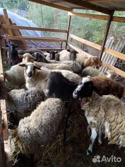 Овцы бараны