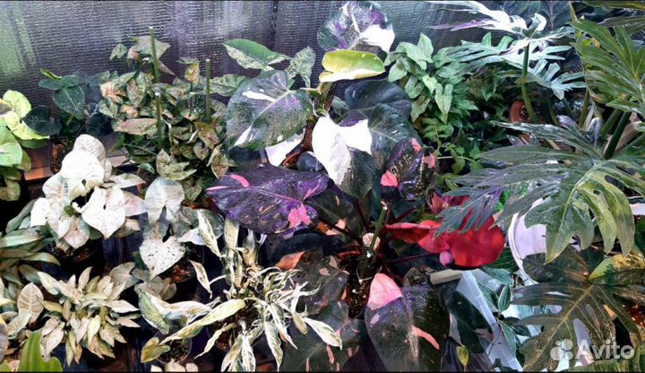 Домашнии экзотические растания