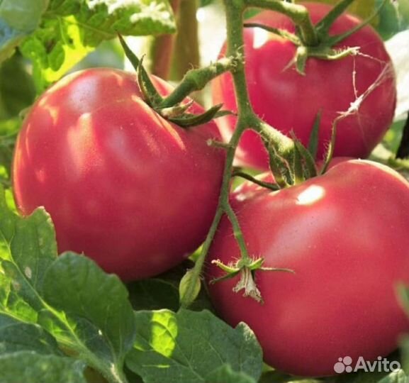 Рассада помидор и черри / томатов на штамбе