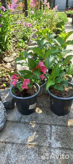 Вейгела цветущая