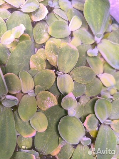 Водоросли для аквариума