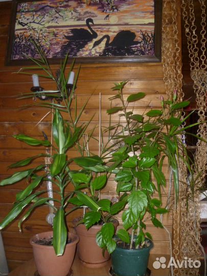 Цветы комнатные в ассортименте