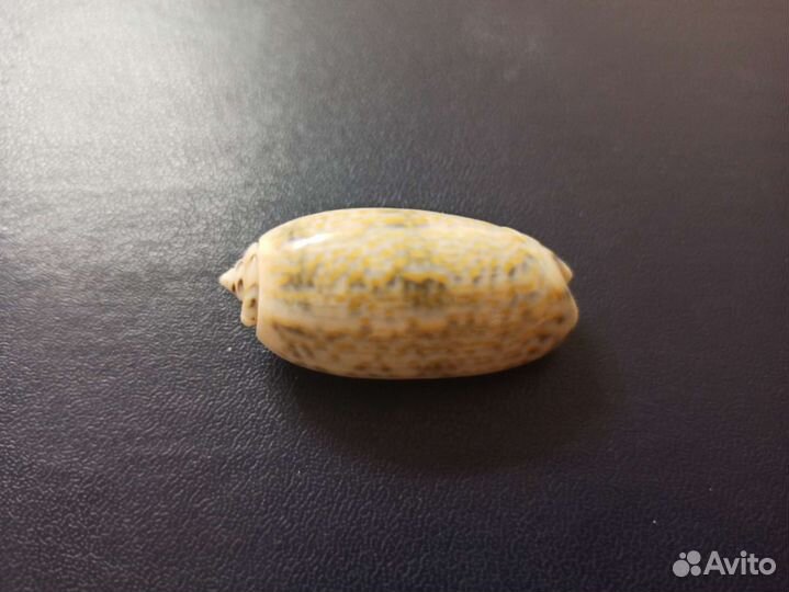 Морская раковина