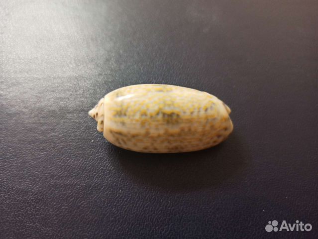 Морская раковина