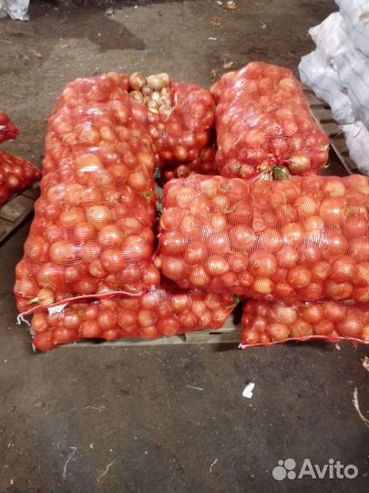 Лук репчатый