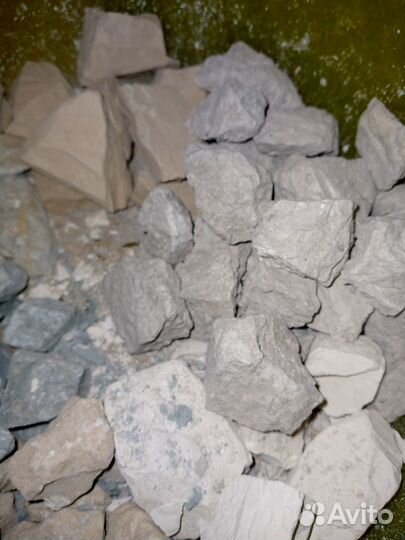 Морские ракушки