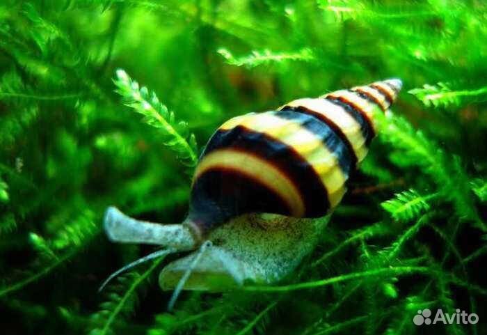 Хищная улитка Хелена в аквариум
