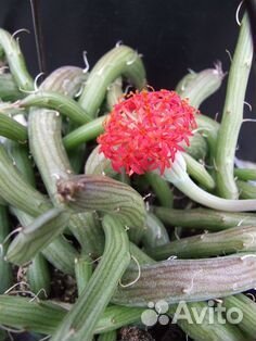 Крестовник повислый Пендулус