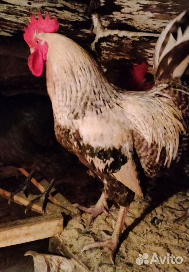 Молодые петухи