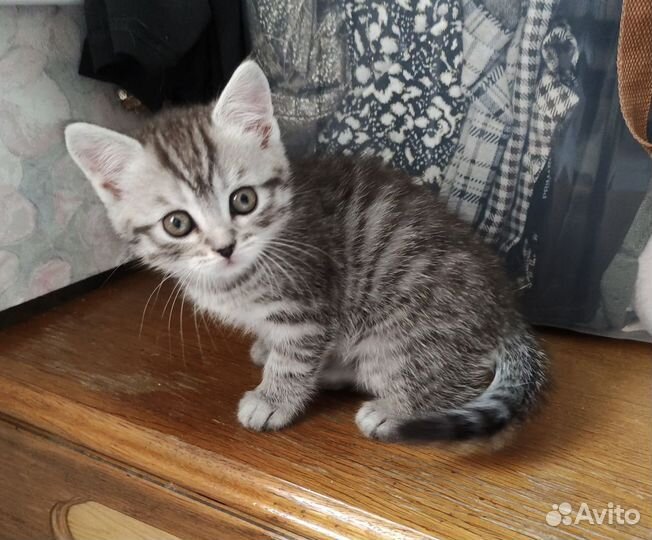 Шотландский котёнок