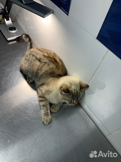 Отдам кота в добрые руки бесплатно