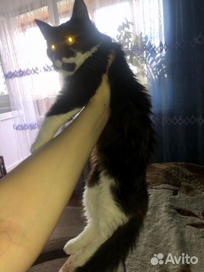 Кошечка в добрые руки