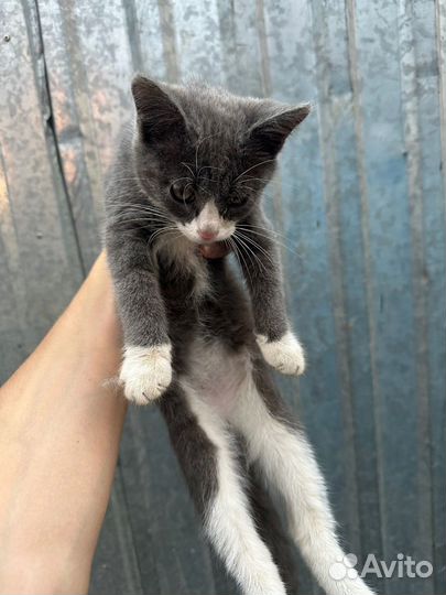 Котенок мальчик