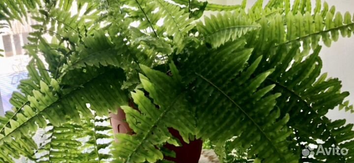 Папоротник