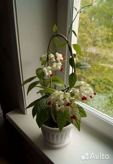 Клеродендрум томпсон