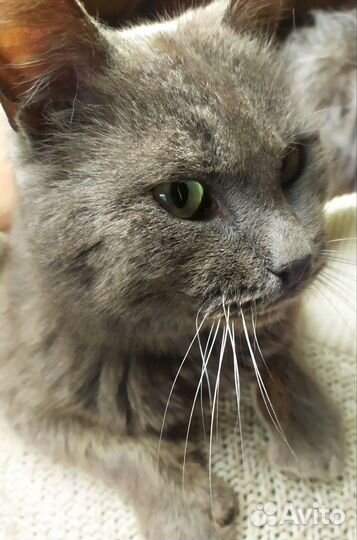 Крупный и ласковый кот