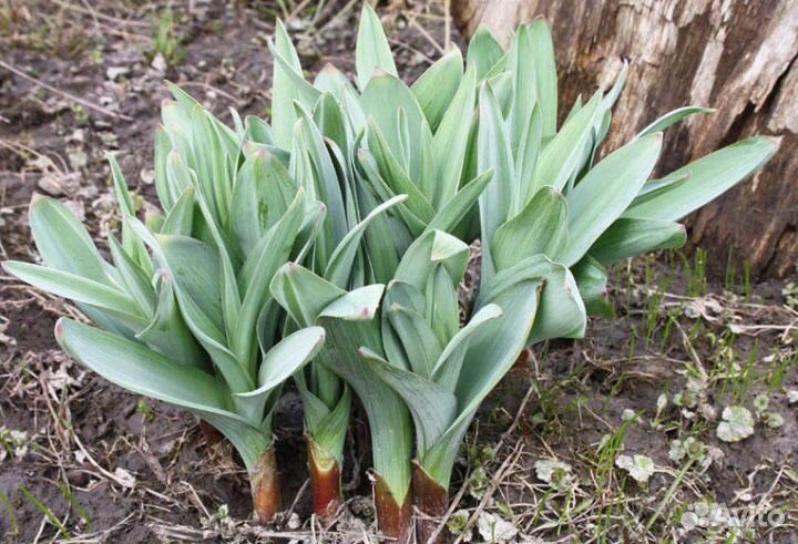 Лук декоративный разных сортов(все в наличии)