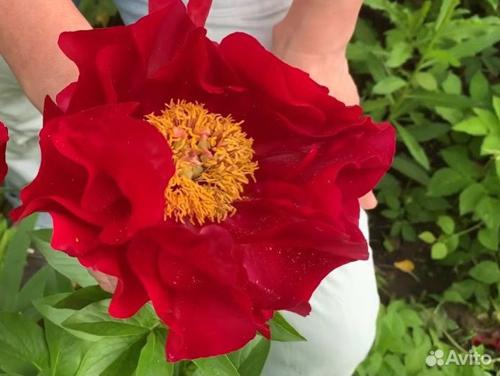 Пион Зе Макино Гранд