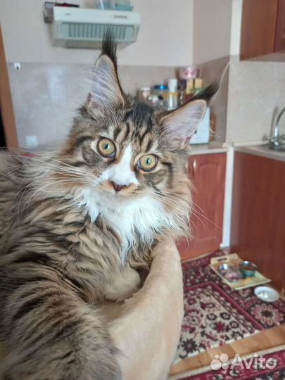 Мейн-кун вязка