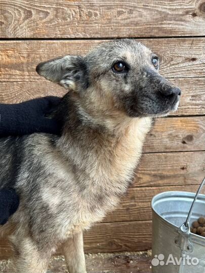 Песик небольшого размера попал в приют