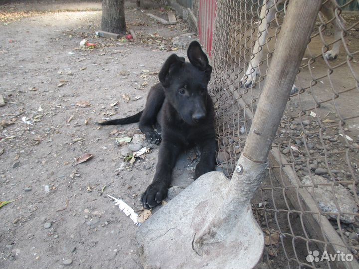 Щенки восточноевропейской овчарки черные