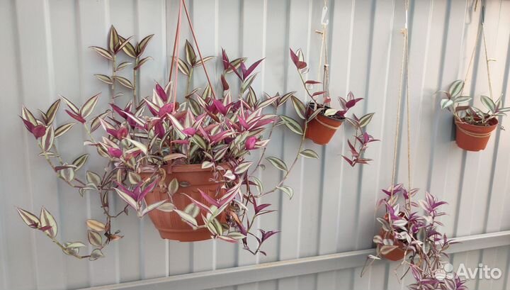 Красивое комнатное растение