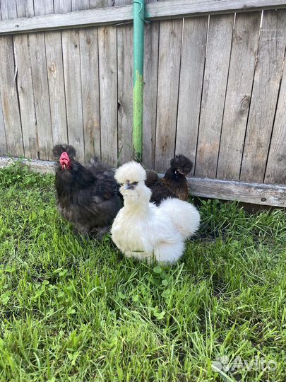 Китайские шелковые цыплята