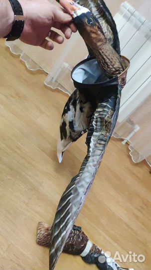 Чучела белолобого гуся махокрыл Flywing