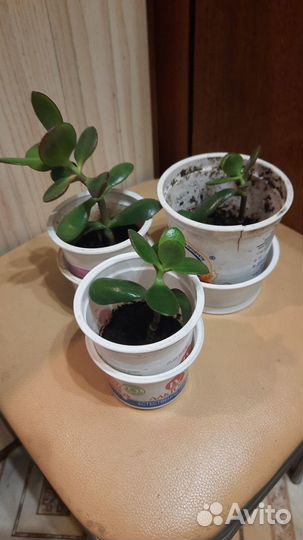 Комнатные растения. Денежное дерево. Толстянка