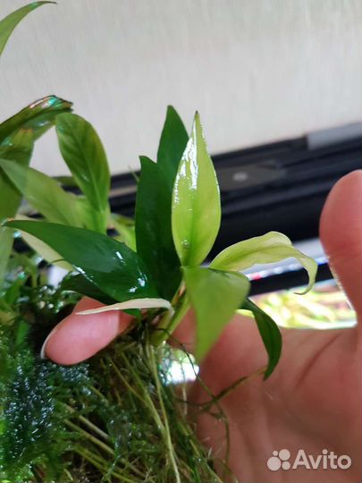 Буцефаландра, папоротники, мхи. Лава вулканич