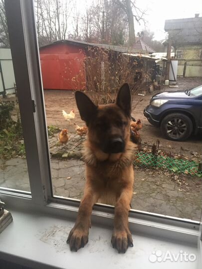 Кобель немецкая овчарка на вязку