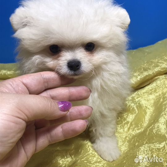 Щенки шпица