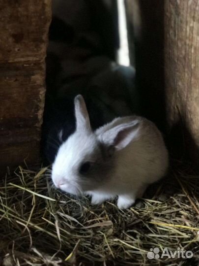 Продам кроликов