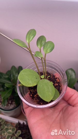 Комнатные цветы