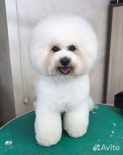 Щенки бишон фризе