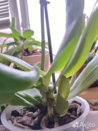 Лиодоро(взрослая детка с корнями)