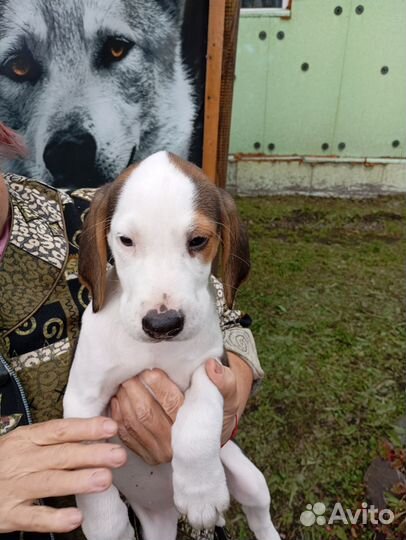 Русская пегая гончая