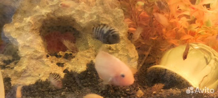 Цихлозома чернополосая, фламинго