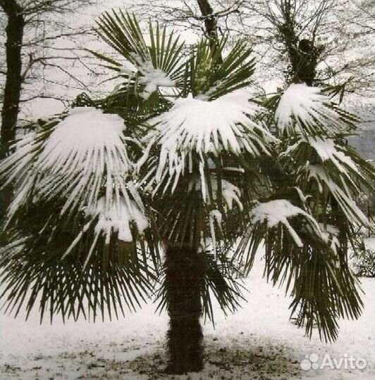 Пальма Трахикарпус Форчуна зимостойкая