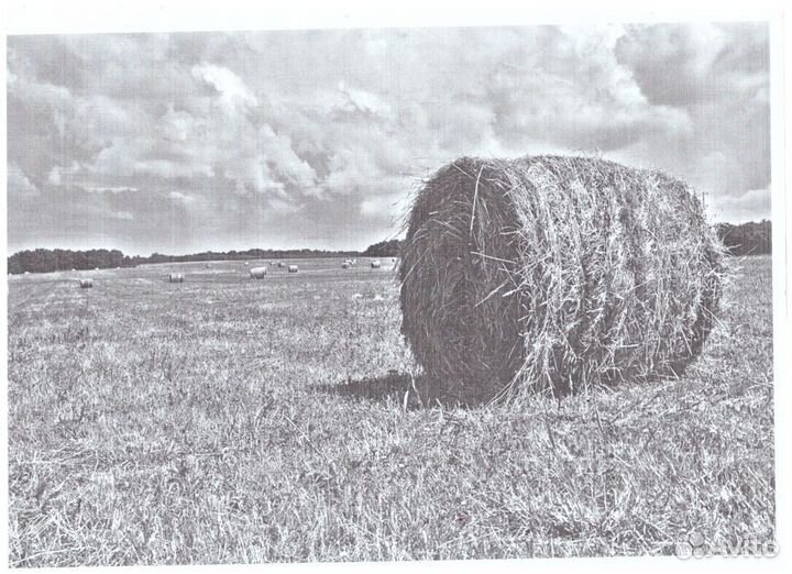 Продам сено в рулонах