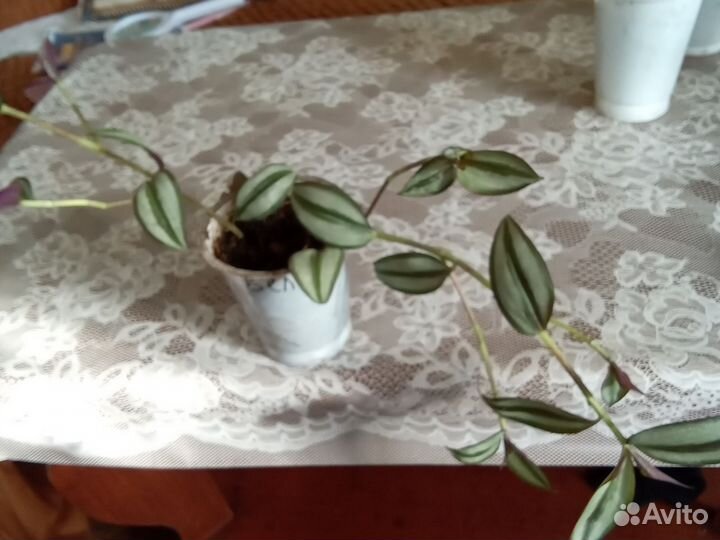 Ампельные растения