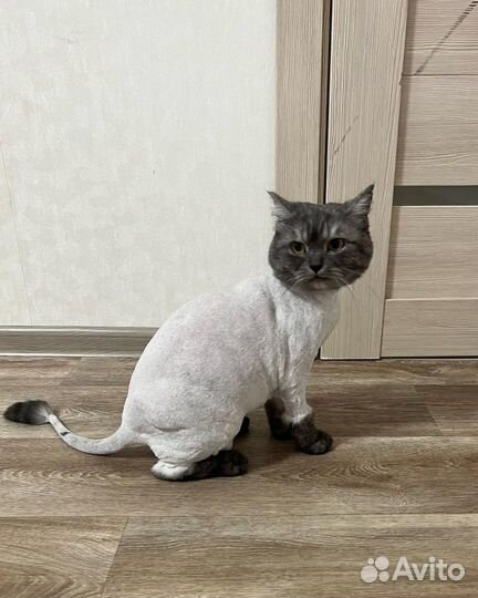 Стрижка кошек. Грумер