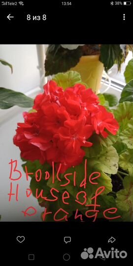 Пеларгония герань