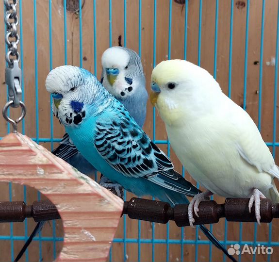 Попугаи ввп чехи и радужные