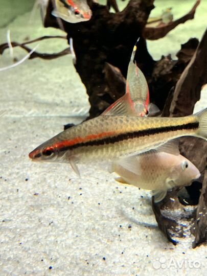 Мезонаут, барбус денисони