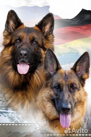 Немецкая овчарка щенок