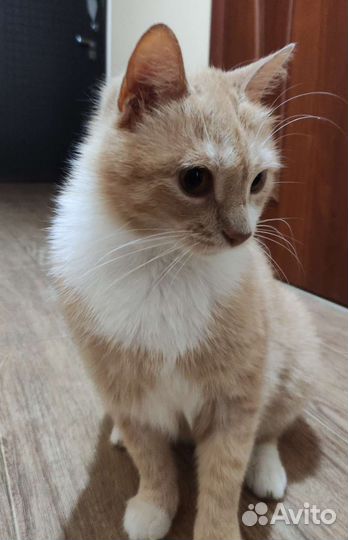 Кошка в добрые руки