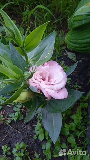 Лизиантус или Эустома