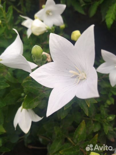 Многолетние садовые цветы