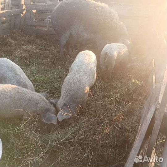 Свиноматки мангалица и поросята
